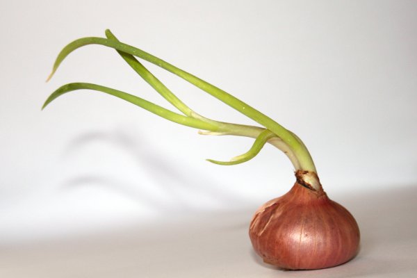 Даркнет маркет кракен onion