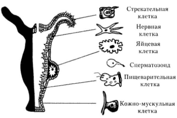 Официальный сайт кракен тор